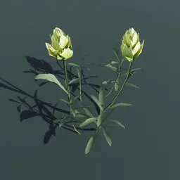 Plant Indian Paintbrush Medium