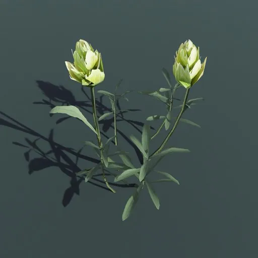 Plant Indian Paintbrush Medium