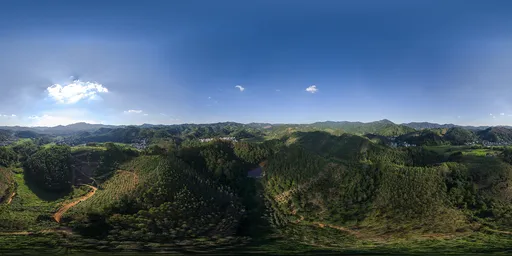 Sunshine Forest