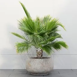 Tropical Fan Palm Planter