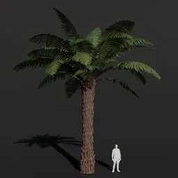 Tree Fern Large Dense