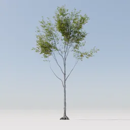 Tree 27