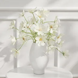 White Cosmos Flower