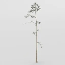Thin Pine Tree