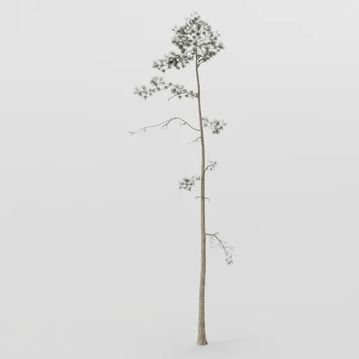 Thin Pine Tree