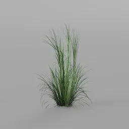 Grass