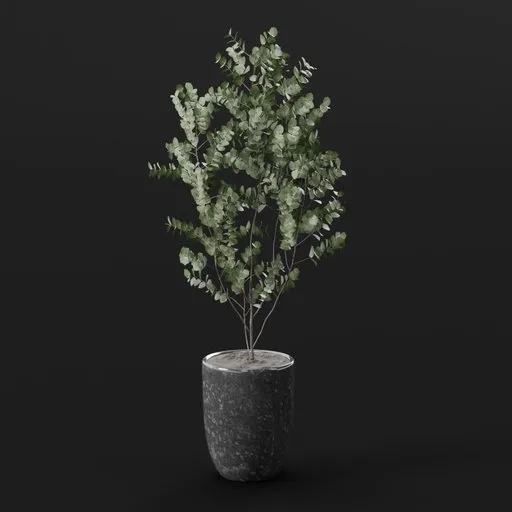 Eucalyptus Tree