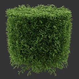 Cylinder Simple Bush Plant