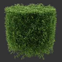Cylinder Simple Bush Plant
