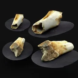 Animal Bone