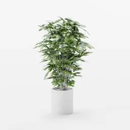 Realistic 3D tropical palm plant model, detailed foliage, suitable for architectural renders and game assets in Blender.