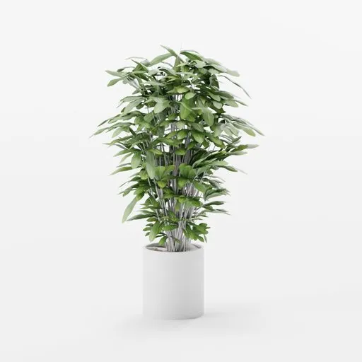 Realistic 3D tropical palm plant model, detailed foliage, suitable for architectural renders and game assets in Blender.