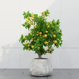 Potted Lemon Tree