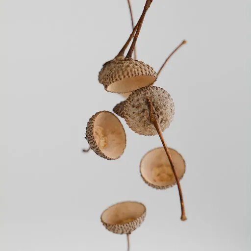 Acorn Cap - Forest Debris