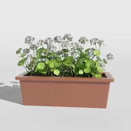 "3D model of white geraniums in a planter for use in Blender 3D, perfect for garden and balcony scenes. The model features micro details and effective shadowing, as well as additional elements such as flax and clover. Rendered in Cinema4D and compatible with Redshift."