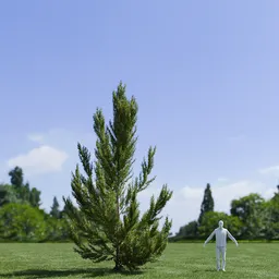 Pinus Flexilis Vanderwolf Pyramid
