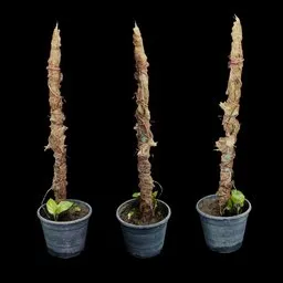 Potted Money Plant with moss pole