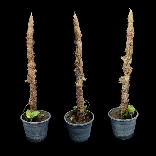 Potted Money Plant with moss pole