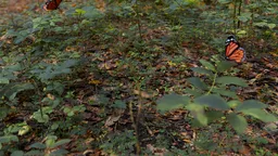 Realistic Butterfly in a Forest Floor Scene