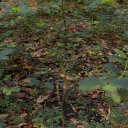 Realistic Butterfly in a Forest Floor Scene