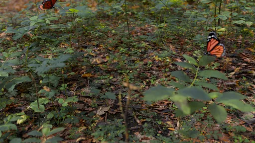 Realistic Butterfly in a Forest Floor Scene
