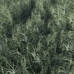 Grass Small Medium Var