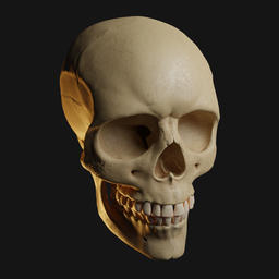 Realistic human skull