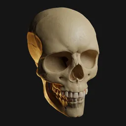 "Realistic human skull model for Blender 3D. Featuring separate parts for added customization, this skeleton model boasts extremely realistic face details and is perfect for computer graphics projects. Get inspired by the simplified realism and unique style reminiscent of artists Albert Anker and Gaetano Previati."