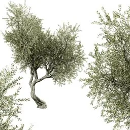 Tree Olive