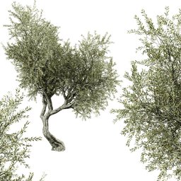 "Blender 3D model of a realistic olive tree with wild foliage, modeled in SpeedTree. PBR material with a height of 9m and 1,069,741 polygons. Perfect for adding realistic vegetation to your 3D scenes."