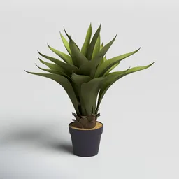 Agave Succulent in Modern Pot