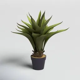 Agave Succulent in Modern Pot