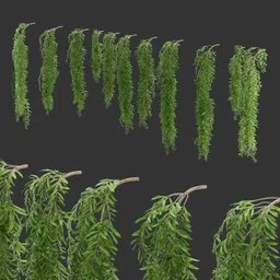 Single Hanging Plant