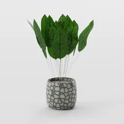 Indoor Tropical Plants