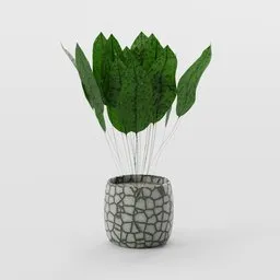 Indoor Tropical Plants