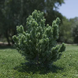 Plant Catherine Elizabeth