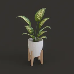 Potted Dieffenbachia