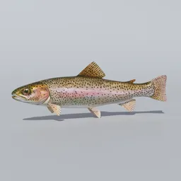 Trout Animated