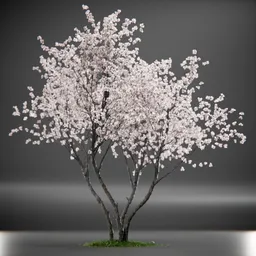Tree Amelanchier Animated