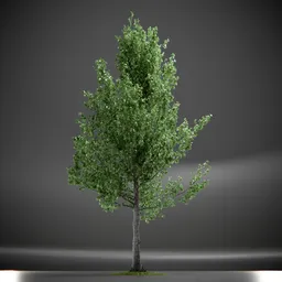 Tree Slender Silhouete Animated