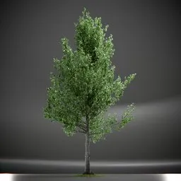 Tree Slender Silhouete Animated