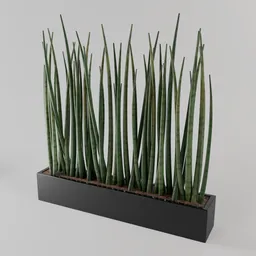 Sansevieria Snake Plant