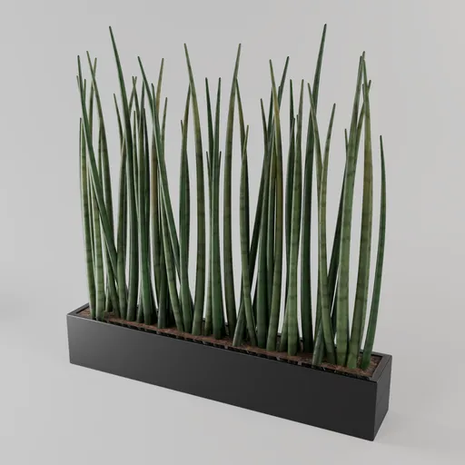 Sansevieria Snake Plant