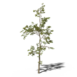 Combretum molle tree v1