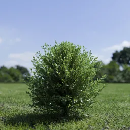 Shurb - BuxtusSempervirens Boxwood