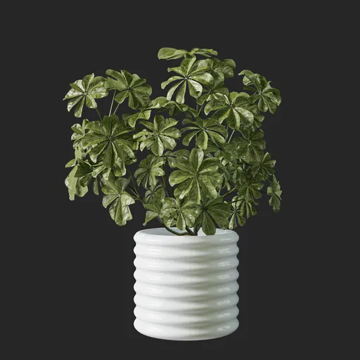 Schefflera
