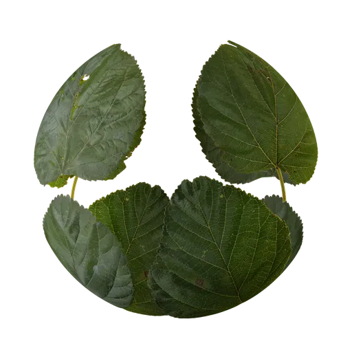 White Mulberry Leaves Atlas