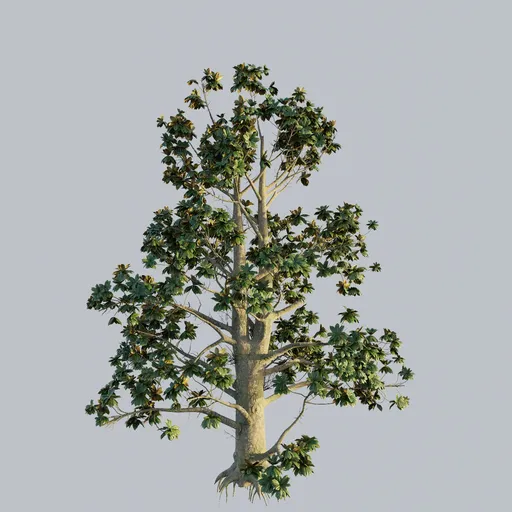 Southern Magnolia