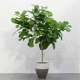Fiddle Leaf Fig Tree in Decorative Pot