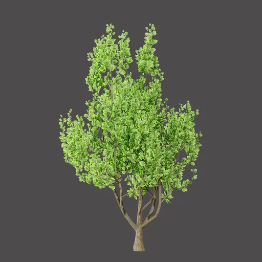 Bright Green Shrub